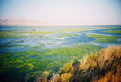 alviso3.jpg