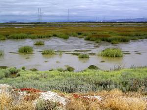 0804alviso3.jpg