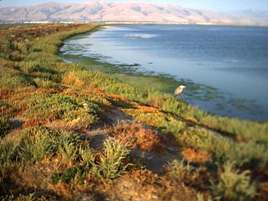 Baby Crane out at Alviso