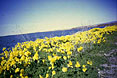 flowers at Alviso