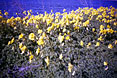 flowers at Alviso