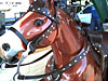 Pony Ride at the Car Wash