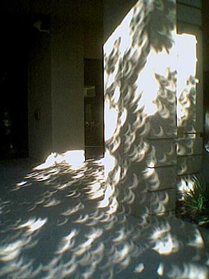 Partial solar eclipse caught in the shadows of the tree leaves