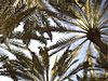 Palms