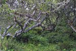 Click to open larger image of Trees on the road to Tamales Bay