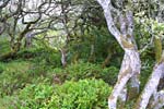 Click to open larger image of Trees on the road to Tamales Bay