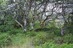 Click to open larger image of Trees on the road to Tamales Bay