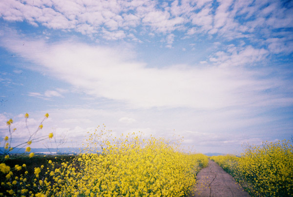 alviso3.jpg