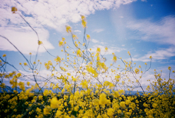 alviso9.jpg