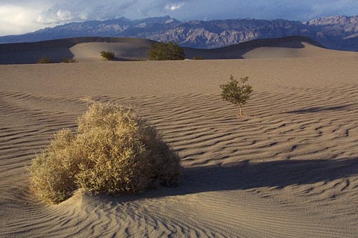 evening_dunes_bush.jpg