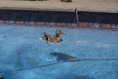 Duck enjoying the pool - May 2002