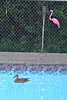 Duck enjoying the pool - May 2002