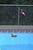 Duck enjoying the pool - May 2002