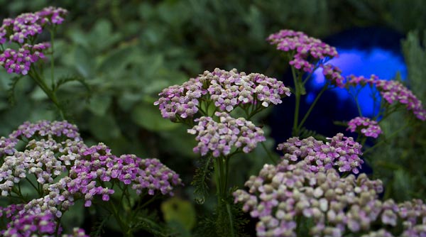 eveningYarrow1.jpg