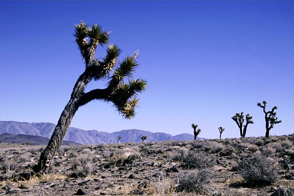 joshuatrees1.jpg