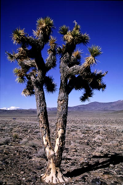 joshuatrees2.jpg