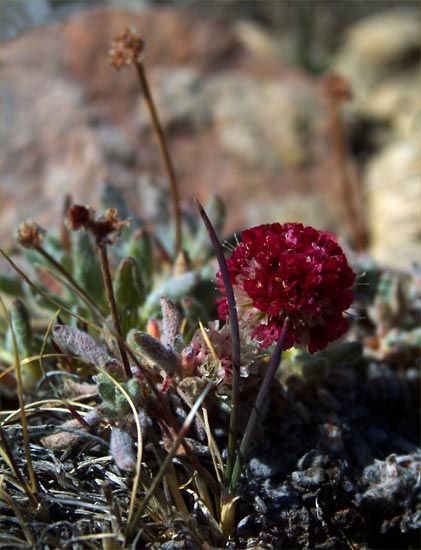 alpineplant2_crop.jpg