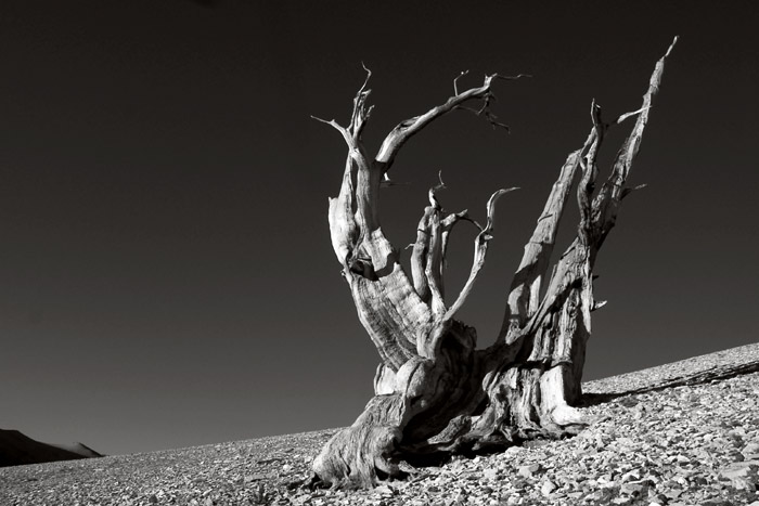 bristlecone3_bw.jpg