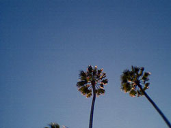 palms