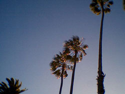 palms