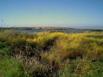 view of the marsh at shoreline, 051402