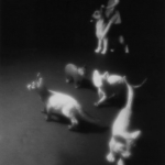 Herding Cats