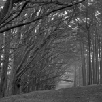 Lost Woods