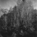 Aspens on the Hill