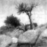 Desert Tree