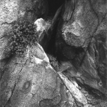 Flowers in the Rock
