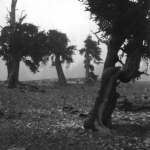 Three Trees