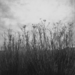 Wild Fennel