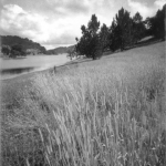 Cattails