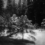 Little Tree