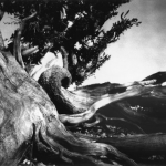 Reaching for a thousand years