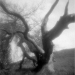 Laughing Oak in black and white