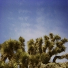 Joshua Trees
