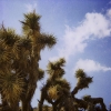Joshua Trees
