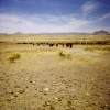 Cattle