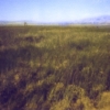 Across the Marsh
