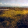 Alviso Baylands
