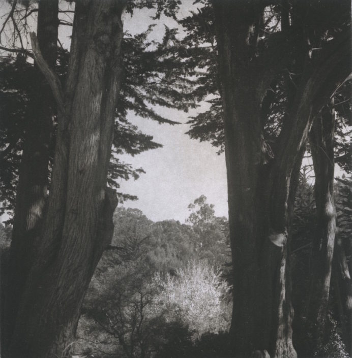 Between the Monterey Cypress